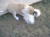 Filename=M_073.jpg
Filesize=414KB
Dimensions=1024x768
Date added=Feb 11, 2007 M_073.jpg